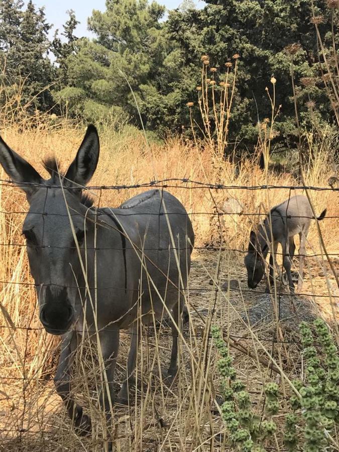 Natura-Eco Farm Eksteriør billede